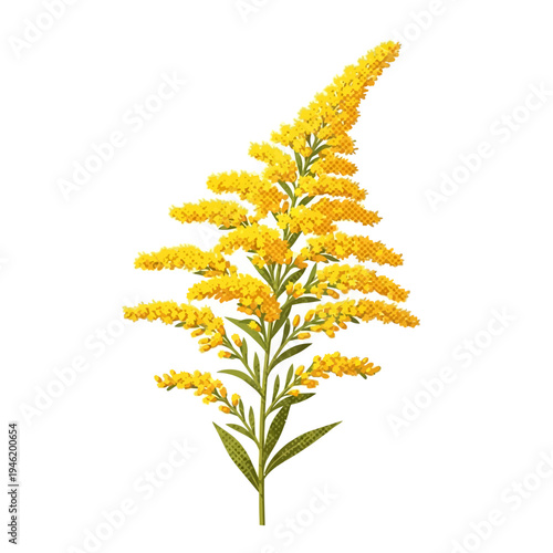 Detailed vector illustration of a bright yellow goldenrod plant, a vibrant wild flower with lush green leaves, perfect for nature-themed designs