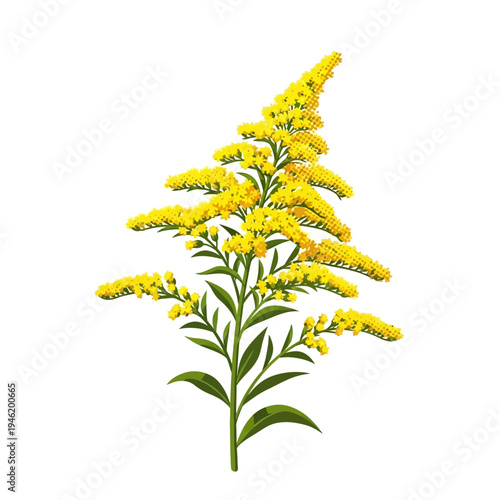 Detailed Vector Illustration of a Goldenrod plant, featuring vibrant yellow flowers and green leaves, perfect for botanical, herbal, and nature-themed design projects