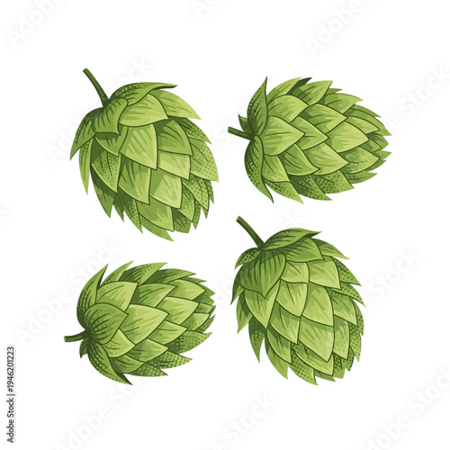 Vector illustration featuring a vibrant collection of fresh green hops cones, a key botanical ingredient for brewing craft beer and natural beverage concepts