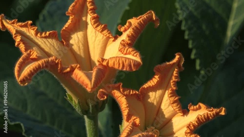 Delicate ruffled flower petals catching warm golden sunlight in garden.
