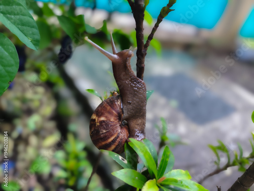Fotografija Macro Shot of Land Snail with Detailed Brown Shell Crawling Up a Green Plant Bra