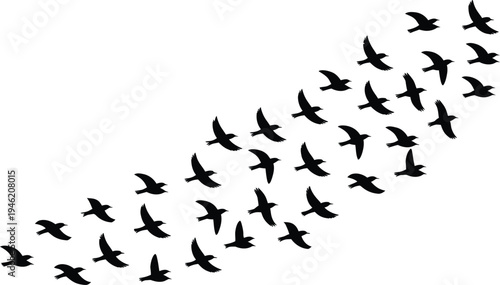 Many birds flying together in sky Silhouette vector art Isolated on transparent background