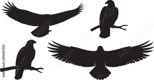 Eagle Silhouette Set Bird of Prey Wildlife Vector Illustration