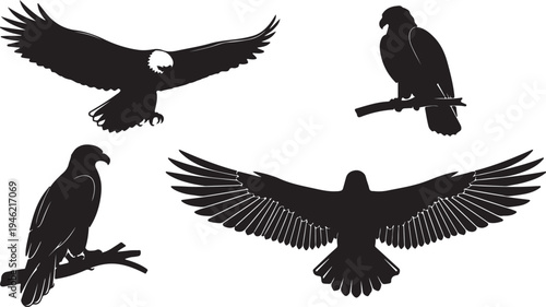 Eagle Silhouette Set Bird of Prey Wildlife Vector Illustration