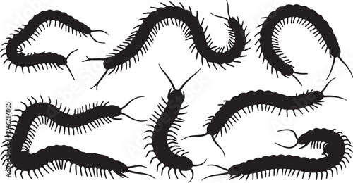 Centipede Silhouette Set Crawling Arthropod Insect Vector Illustration