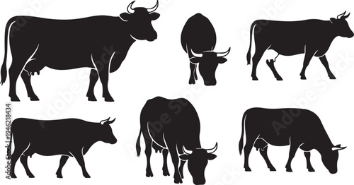 Cow Silhouette Set – Farm Animal Cattle Poses Standing, Grazing and Walking Vector Illustration