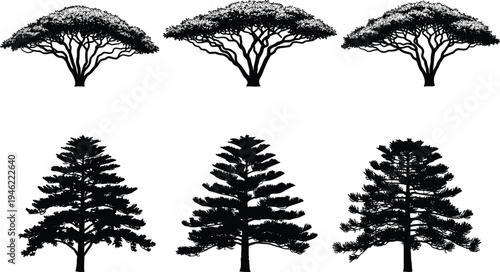 Acacia and pine tree silhouette collection African savanna and evergreen forest trees isolated on white background nature landscape design set