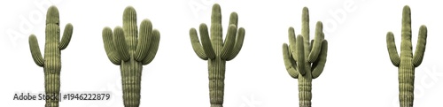 Photos Saguaro Cactus Carnegiea Gigantea Isolated On White Background, Tall Desert Cact