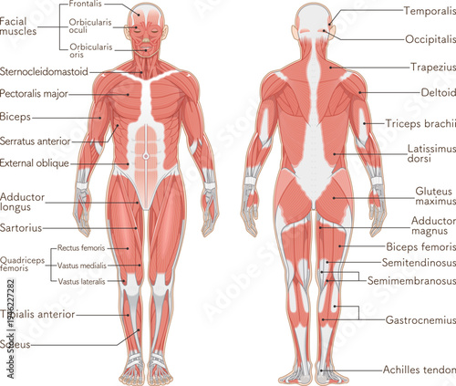 全身の筋肉 正面と背面 Full body muscles front and back illustration