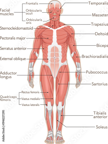全身の筋肉 正面 Full body muscles front illustration
