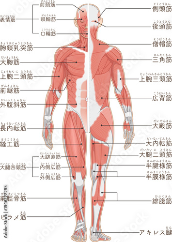 全身の筋肉 正面と背面 Full body muscles front and back illustration