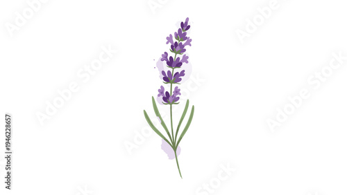 Lavender Flower Illustration - Botanical Design Element for Marketing & Branding