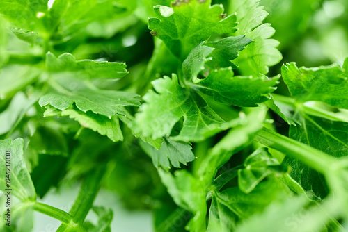 Macro Texture of Fresh Green Parsley Leaves
