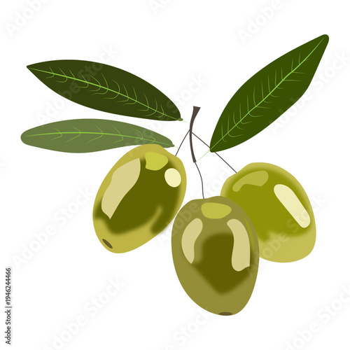 Green Olives Branch Illustration