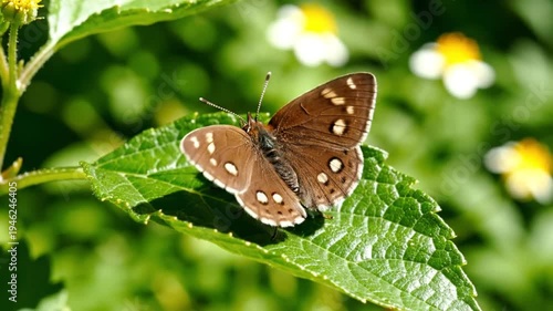 Wallpaper Mural Close-up of a brown butterfly opening its wings and resting on a vibrant green leaf with other flowers in the background Torontodigital.ca