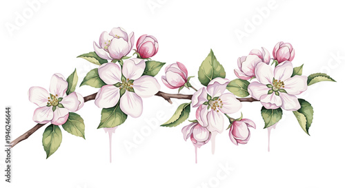 Delicate apple blossom branch with buds and green leaves spring floral element