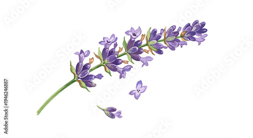 Watercolor illustration of a single lavender sprig with delicate purple flowers