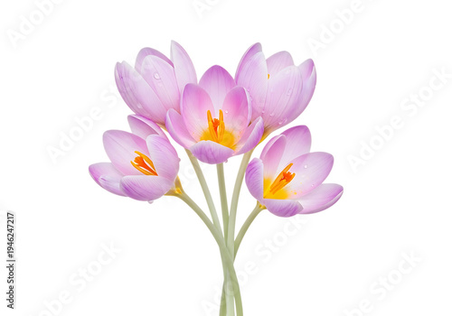 Delicate Bouquet of Pink and Yellow Crocus Flowers with Raindrops, Isolated on a Clean White Background