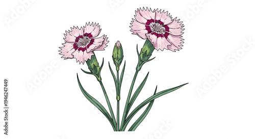 Delicate pink carnation flowers with buds botanical illustration style isolated