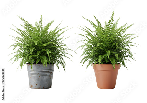 Two Green Fern Plants in Terra Cotta and Metal Pots Isolated on White Background