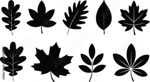 Tree leaf silhouettes collection, botanical foliage shapes oak maple chestnut plant leaves nature vector illustration set isolated design elements