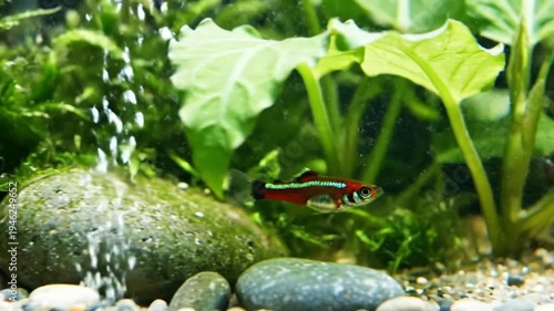 Wallpaper Mural Small fish swimming in a vibrant, lush, freshwater aquarium with bubbles, plants, and rocks Torontodigital.ca