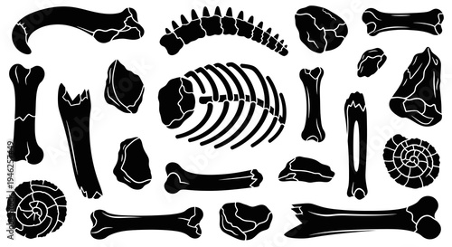 Black and White Vector Glyphs of Paleontology Fossils and Bones Set