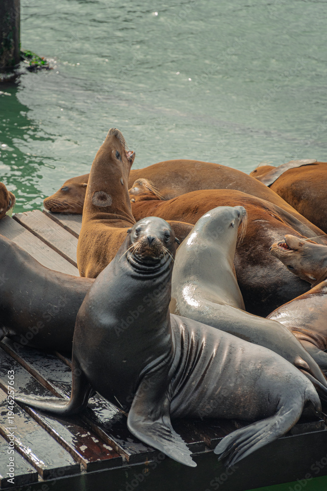 Fototapeta premium Group of California sea lions resting on wooden dock at Pier 39 San Francisco