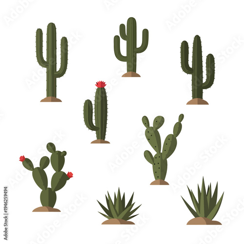 Collection of Different Cacti on a White Background