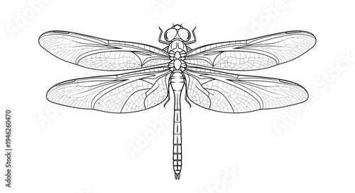 Detailed illustration of a dragonfly with spread wings.