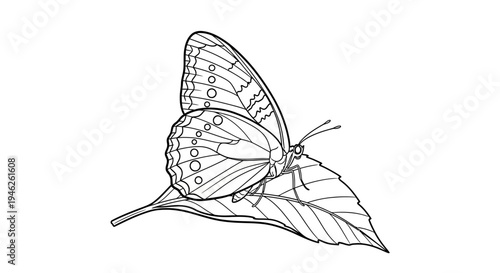 Detailed Line Drawing of Butterfly Resting on Leaf.