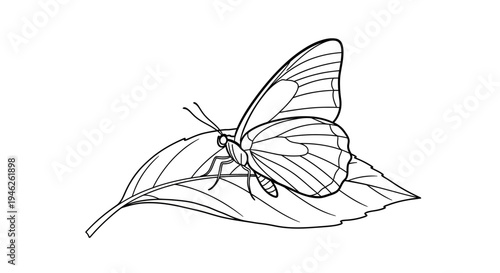 Detailed outline drawing of a butterfly resting on a leaf.