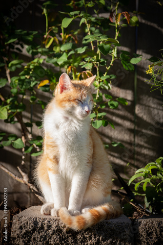 Orange and white domestic cat sitting on a concrete block in a garden with green plants in the background, illuminated by warm natural sunlight.