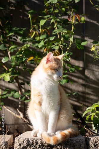Orange and white domestic cat sitting on a concrete block in a garden with green plants in the background, illuminated by warm natural sunlight.