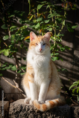 Orange and white domestic cat sitting on a concrete block in a garden with green plants in the background, illuminated by warm natural sunlight.