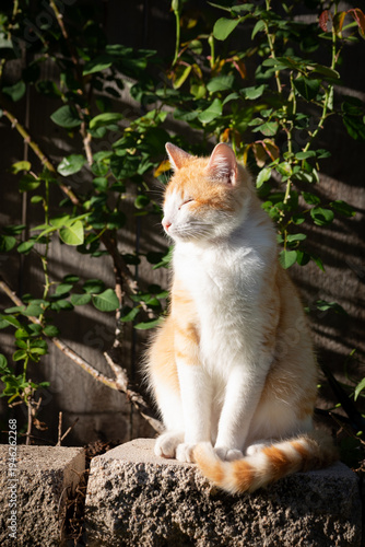 Orange and white domestic cat sitting on a concrete block in a garden with green plants in the background, illuminated by warm natural sunlight.