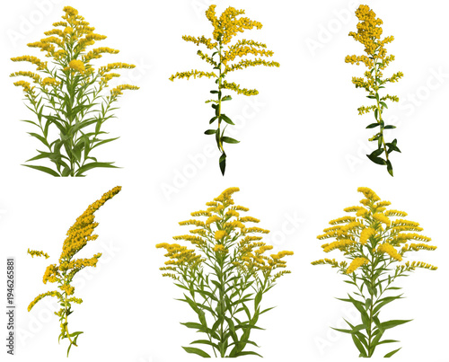 Vibrant photograph of six individual goldenrod flower plants, known for their bright yellow blooms.