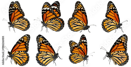 Collection of vibrant monarch butterflies, isolated on a transparent background.