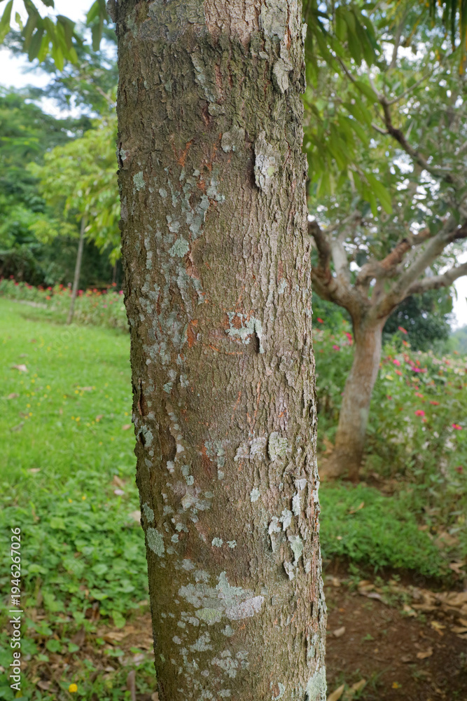 Fototapeta premium Close up of a lichen speckled tree trunk in a lush green park or garden, with soft focus trees and grass in the background, natural light