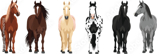 Horse breeds collection illustration with different coat colors including brown, black, gray and spotted horses standing isolated, farm animal vector set for agriculture and equestrian themes