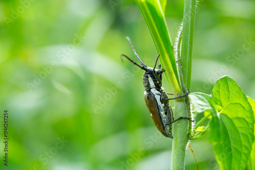 Big Insect from borneo island 
