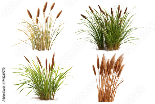 set of bulrush reeds isolated on transparent background - design element cut-out object