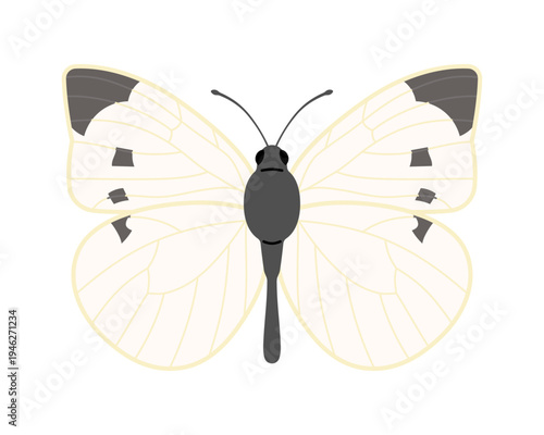 モンシロチョウのイラスト