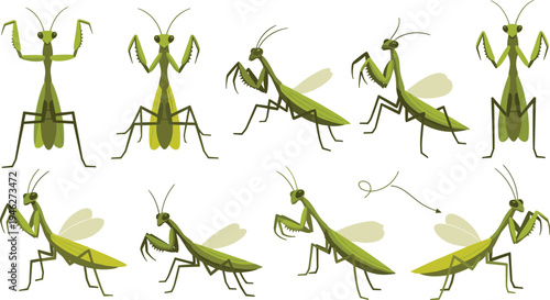 Green praying mantis insect character set with different poses and wings for nature education and wildlife biology vector illustration.