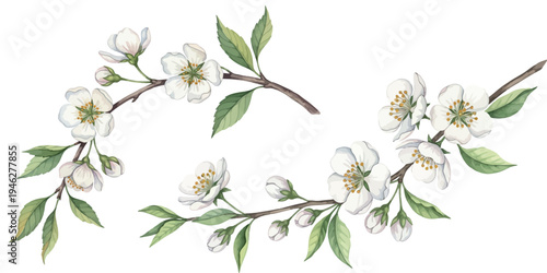 Beautiful white blossoms on green branches, evoking a sense of spring's arrival and natural beauty