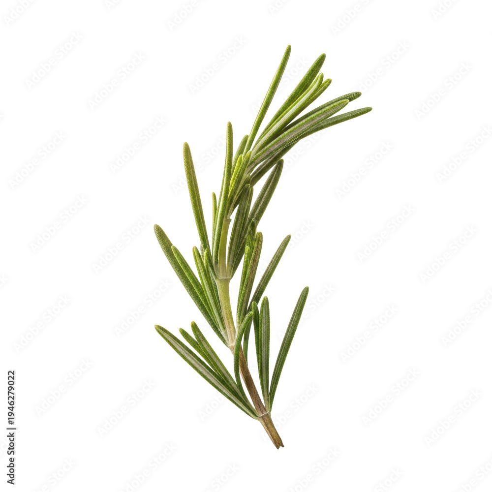 Fototapeta premium Single rosemary sprig isolated on black background