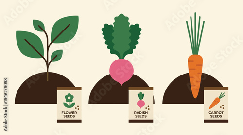 Plant growing from seed packets in soil flat vector illustration