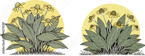 Set of 2 hand-drawn vector illustrations depicting yellow coneflower plants with green leaves and grass, perfect for nature, gardening, or herbal medicine designs.