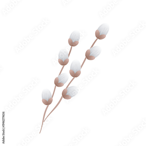 Delicate pussy willow branches with soft white catkins on a plain white background. 