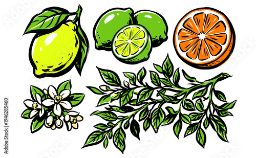 Fresh citrus grove artwork. Lemon, lime, and orange botanical illustration. Summer fruit club design for t-shirt print, poster, sticker, and labels.